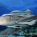 shark_lemon_ft_lbb_h_3815_bah4489.jpg